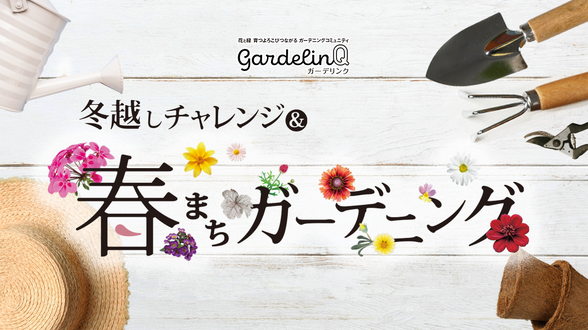 PW花苗アンバサダー秋