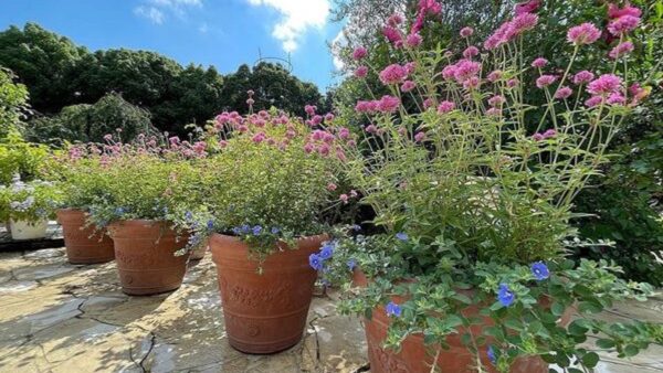 夏の庭を彩るゴンフレナ ラブラブラブとエボルブルス ブルーラグーン
