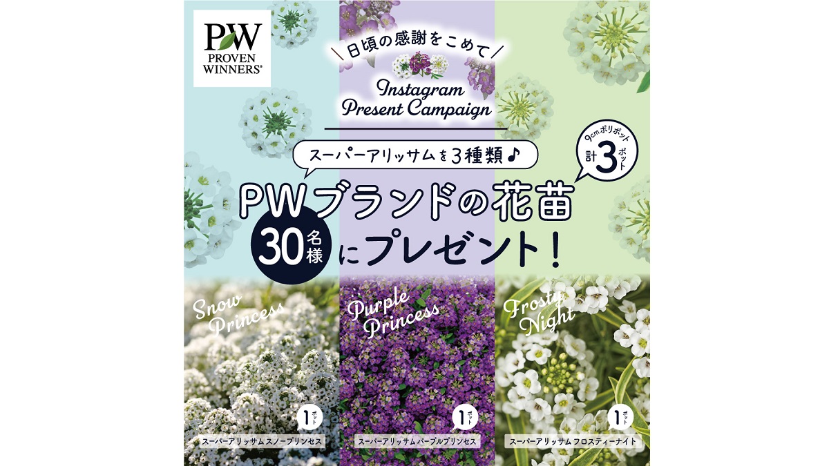 2021年 Instagram 秋の花苗プレゼントキャンペーン | PROVEN WINNERS (PW)【植物の国際ブランド】  花苗｜シュラブ(低木)｜ペレニアル（宿根草・多年草）｜多肉植物