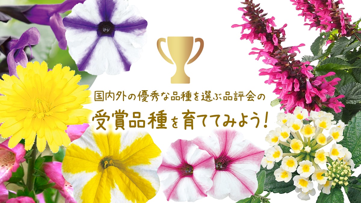受賞品種