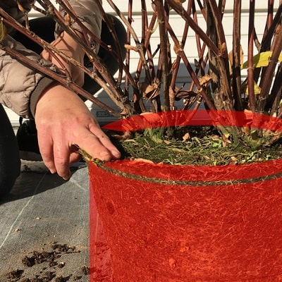 鉢植え紫陽花の根の処理