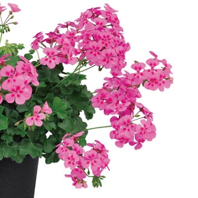 ゼラニウムの種類と育て方 豪華なフリル花を長く咲かせよう Pw ガーデニング 園芸 花苗 低木 多肉植物 花 植物 Proven Winners プルーブンウィナーズ