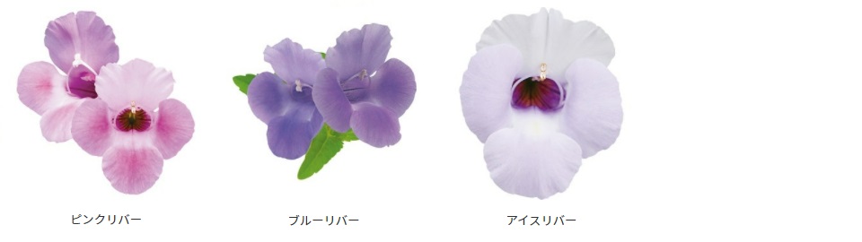 PW花苗アンバサダー用