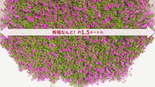 【PW×コメリ】ぐんぐん育ててチャレンジキャンペーン