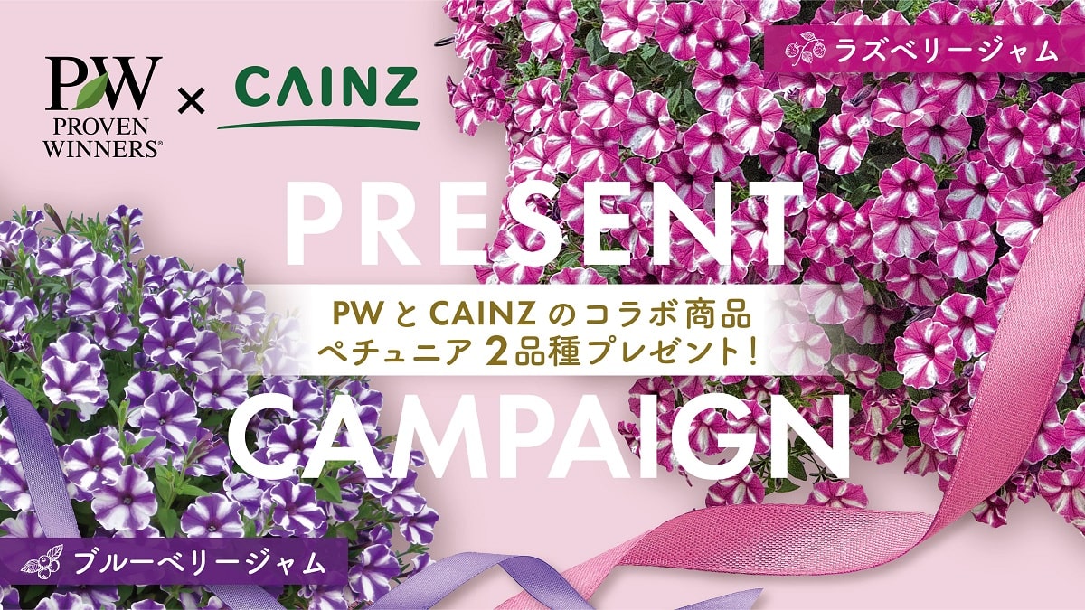 Pw Cainz あふれ咲きペチュニア プレゼント Pw 植物の国際ブランド 花苗 シュラブ 低木 ペレニアル 宿根草 多年草 多肉植物 の育つよろこびをお届けします