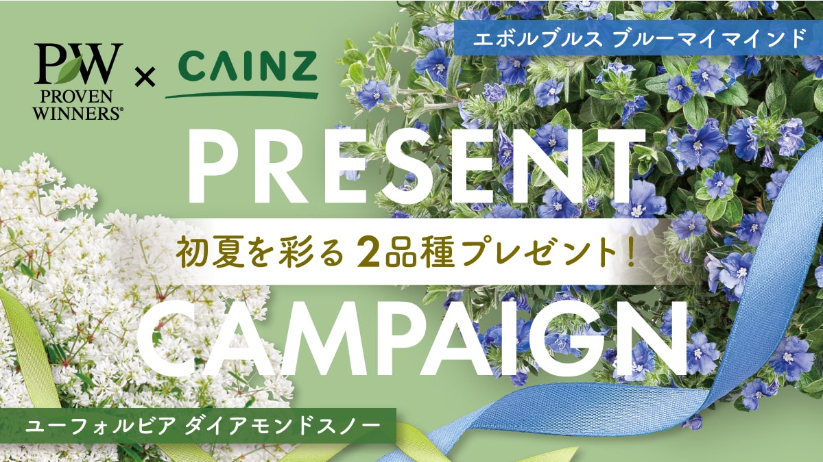 Pw Cainz 初夏を彩る2品種プレゼント Pw ガーデニング 園芸 花苗 低木 多肉植物 花 植物 Proven Winners プルーブンウィナーズ