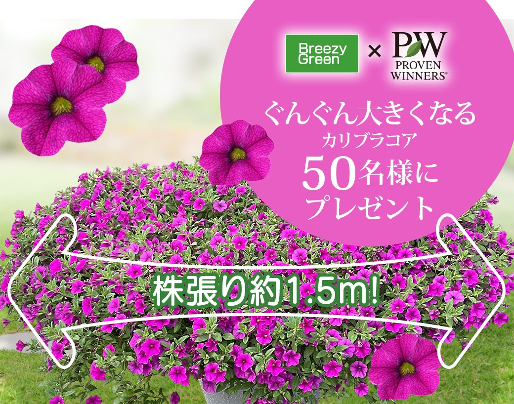 水やりのコツをマスターしよう ガーデニング上手は水やりから Pw ガーデニング 園芸 花苗 低木 多肉植物 花 植物 Proven Winners プルーブンウィナーズ