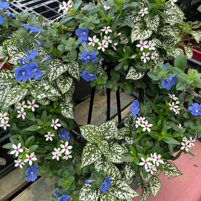 エボルブルス ブルーマイマインド Pw ガーデニング 園芸 花苗 低木 多肉植物 花 植物 Proven Winners プルーブンウィナーズ