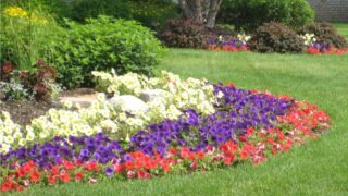 春の花 春の花壇におすすめの花をカラー別にご紹介！