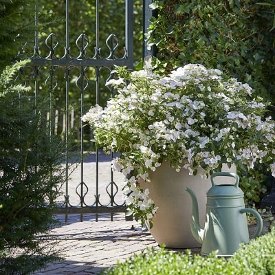 白い花おすすめ10選 シルバーリーフと合わせておしゃれなホワイトガーデンを Pw 植物の国際ブランド 花苗 シュラブ 低木 ペレニアル 宿根草 多年草 多肉植物 の育つよろこびをお届けします
