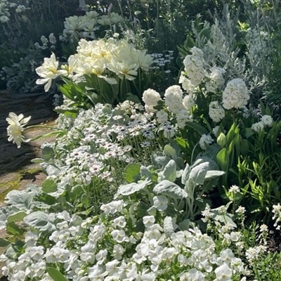 白い花でホワイトガーデン