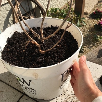 地植えの植物の鉢上げ方法