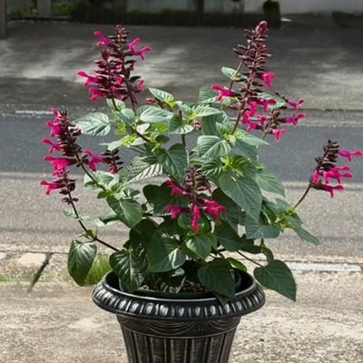 スーパーサルビアロックンロール