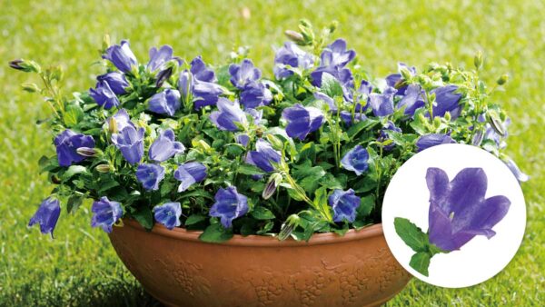 ペレニアル 宿根草 多年草 の育て方 Pw 植物の国際ブランド 花苗 シュラブ 低木 ペレニアル 宿根草 多年草 多肉植物 の育つよろこびをお届けします