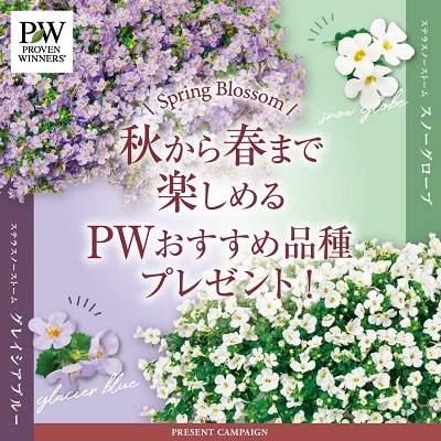 ノリウツギ Pw ガーデニング 園芸 花苗 低木 多肉植物 花 植物 Proven Winners プルーブンウィナーズ