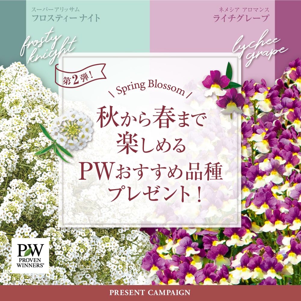 春から晩秋までずっと長く咲く花おすすめ10選 Pwは植物の国際ブランド 花苗 シュラブ 低木 ペレニアル 宿根草 多年草 多肉植物 の育つよろこびをお届けします