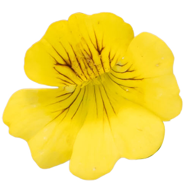 メカルドニア ルミナス | PROVEN WINNERS (PW)【植物の国際ブランド】