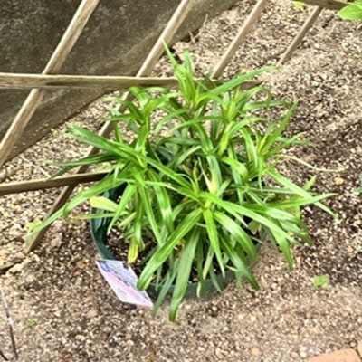 フロックス半地植え