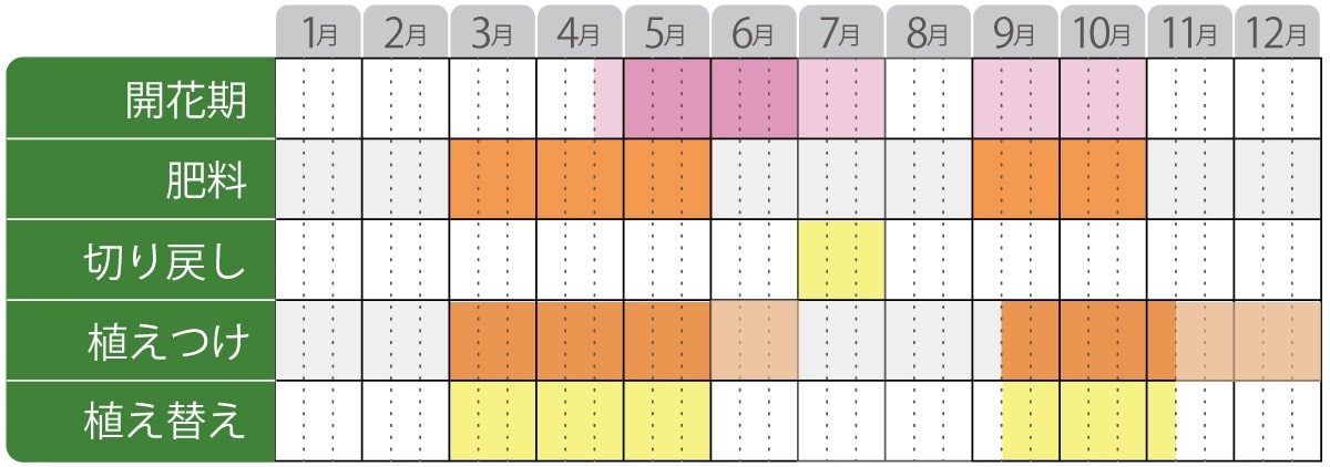 カンパニュラマジェスティックブルー栽培カレンダー
