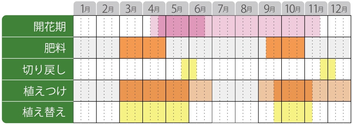 ネペタキャッツパジャマ栽培カレンダー