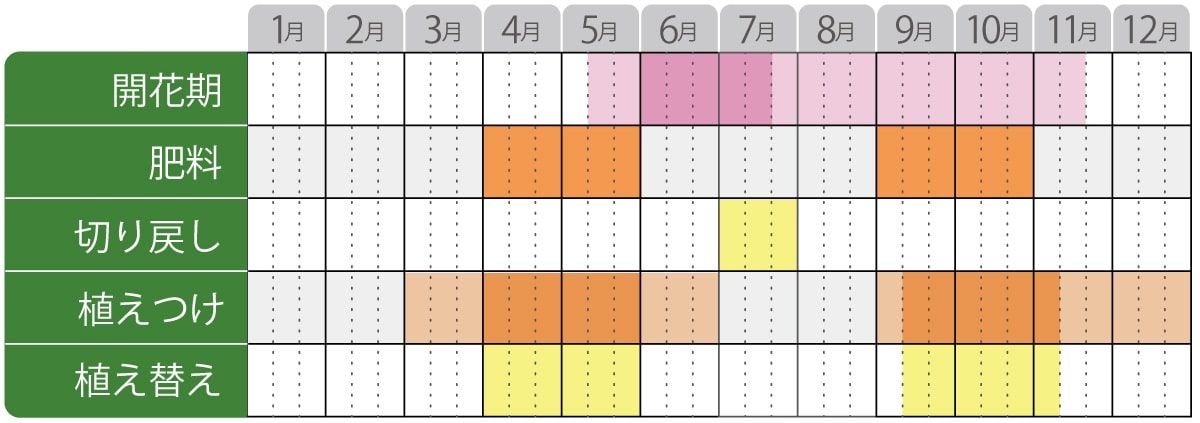 ベロニカウィザーディング栽培カレンダー