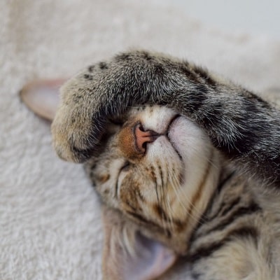 キャッツパジャマの名前の由来