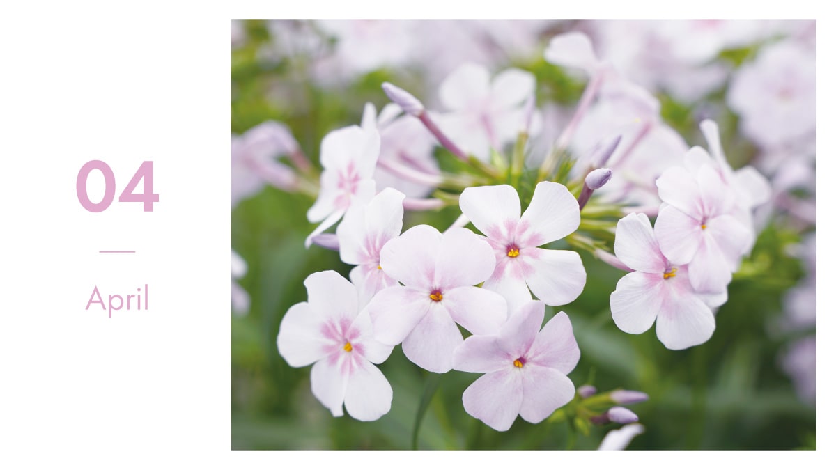 4月人気の花