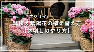 鉢植え紫陽花(アジサイ)の植え替え方【鉢増しのやり方】