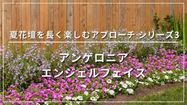 夏花壇を長く楽しむアプローチ シリーズ3 アンゲロニア エンジェルフェイス