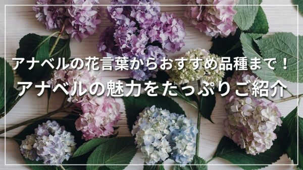 アナベルの花言葉からおすすめ品種まで！アナベルの魅力をたっぷりご紹介