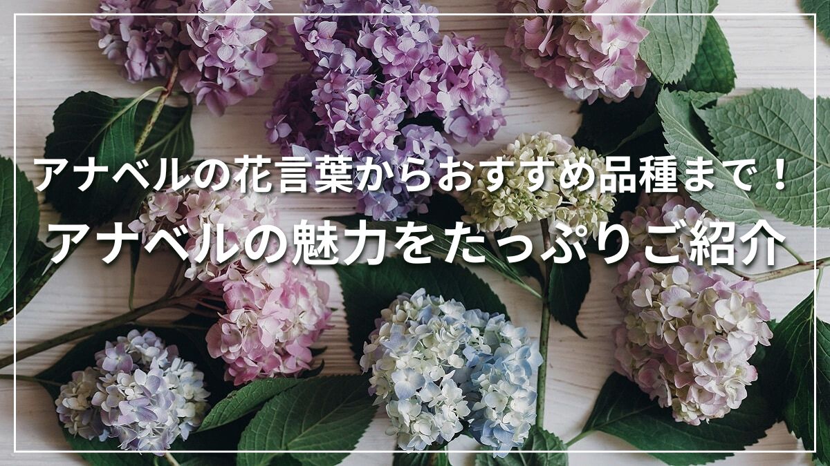 アナベル アジサイ（紫陽花）