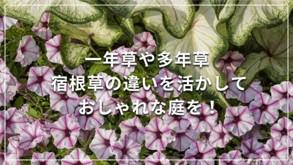 一年草や多年草 宿根草の違いを活かして おしゃれな庭を！