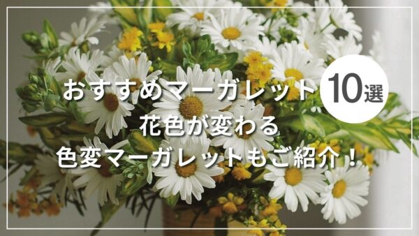 おすすめマーガレット10選 花色が変わる色変マーガレットもご紹介！