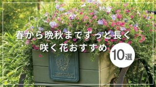 春から晩秋までずっと長く咲く花おすすめ10選