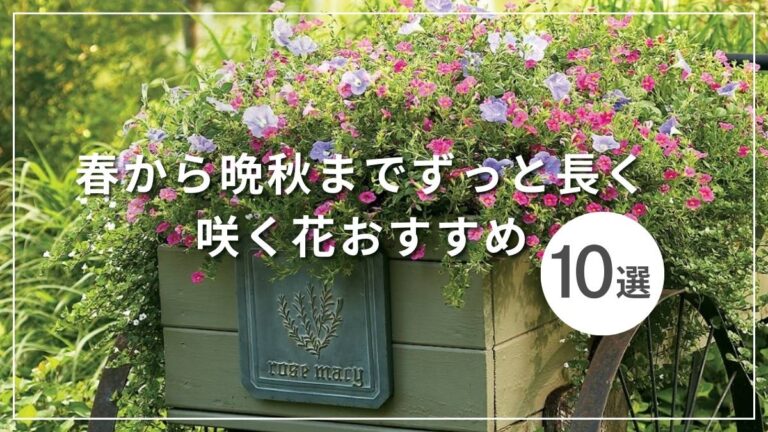晩秋まで楽しめるおすすめの花10選！