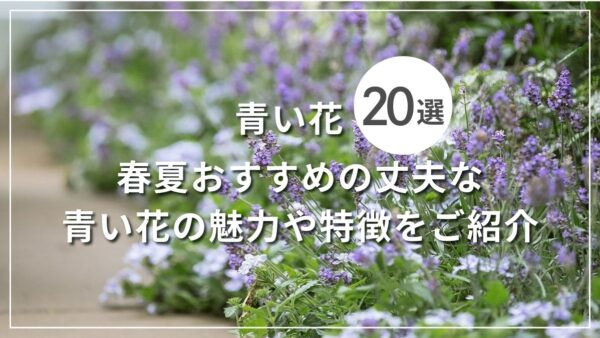 青い花20選！春夏おすすめの丈夫な青い花の魅力や特徴をご紹介