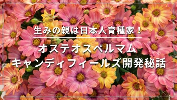 生みの親は日本人育種家！オステオスペルマム キャンディフィールズ開発秘話