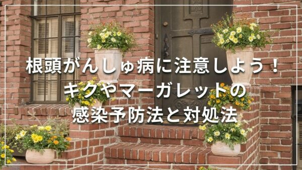 根頭がんしゅ病に注意しよう！キクやマーガレットの感染予防法と対処法