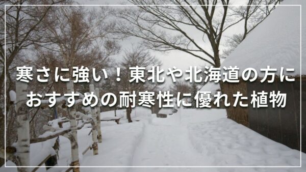 寒さに強い！東北や北海道の方におすすめの耐寒性に優れた植物
