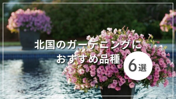 北国のガーデニングにおすすめ品種6選をご紹介