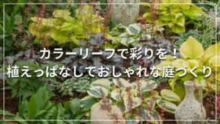 カラーリーフで彩りを！植えっぱなしでおしゃれな庭づくり