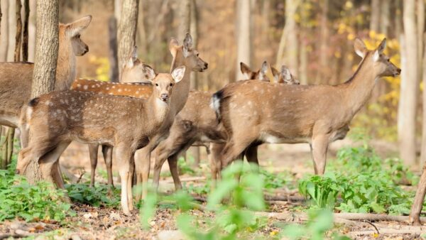 シカの食害を食い止めよう！シカが嫌う植物10選