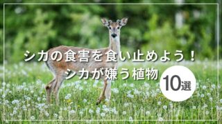 シカの食害を食い止めよう！シカが嫌う植物10選