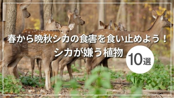 シカの食害を食い止めよう！シカが嫌う植物10選