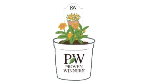 初めてPWの花苗を手にした方へ～花苗の基本の植え方と育て方