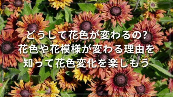 どうして花色が変わるの? 花色や花模様が変わる理由を知って花色変化を楽しもう