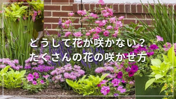 どうして花が咲かない？たくさんの花の咲かせ方