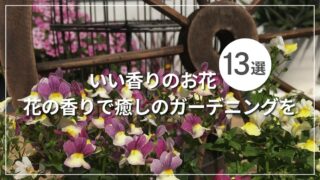 いい香りのお花13選 花の香りで癒しのガーデニングを