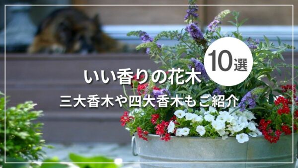 いい香りの花木10選 三大香木や四大香木もご紹介