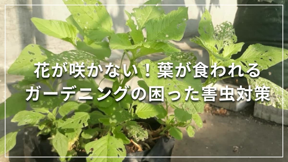 花が咲かない！葉が食われる！ガーデニングの困った害虫対策 | PROVEN WINNERS (PW)【植物の国際ブランド】  花苗｜シュラブ(低木)｜ペレニアル（宿根草・多年草）｜多肉植物